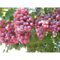 nuevas uvas rojas frescas